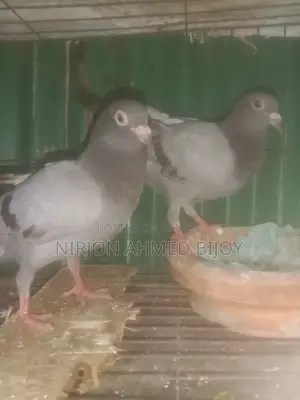 একজোড়া তিন মাস বয়সী রেসারের বাচ্চা বিক্রি করা হবে