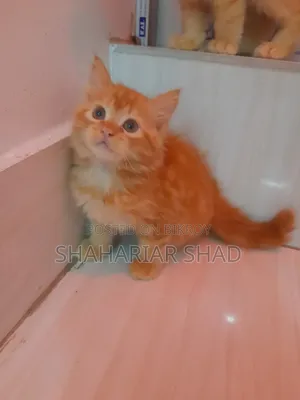 1-3 Months Male Purebred Persian