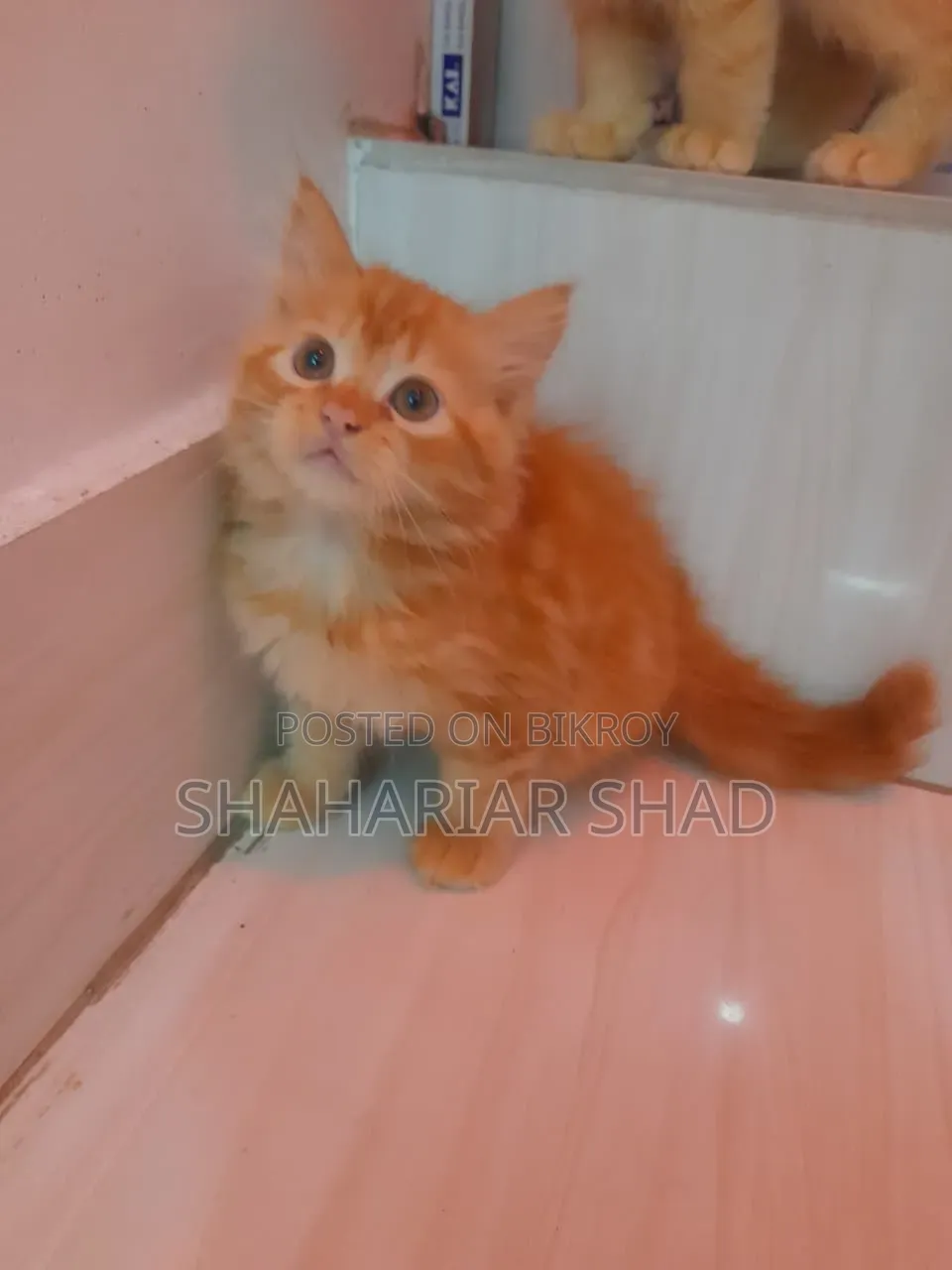 1-3 Months Male Purebred Persian