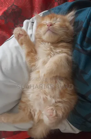 1-3 Months Male Purebred Persian