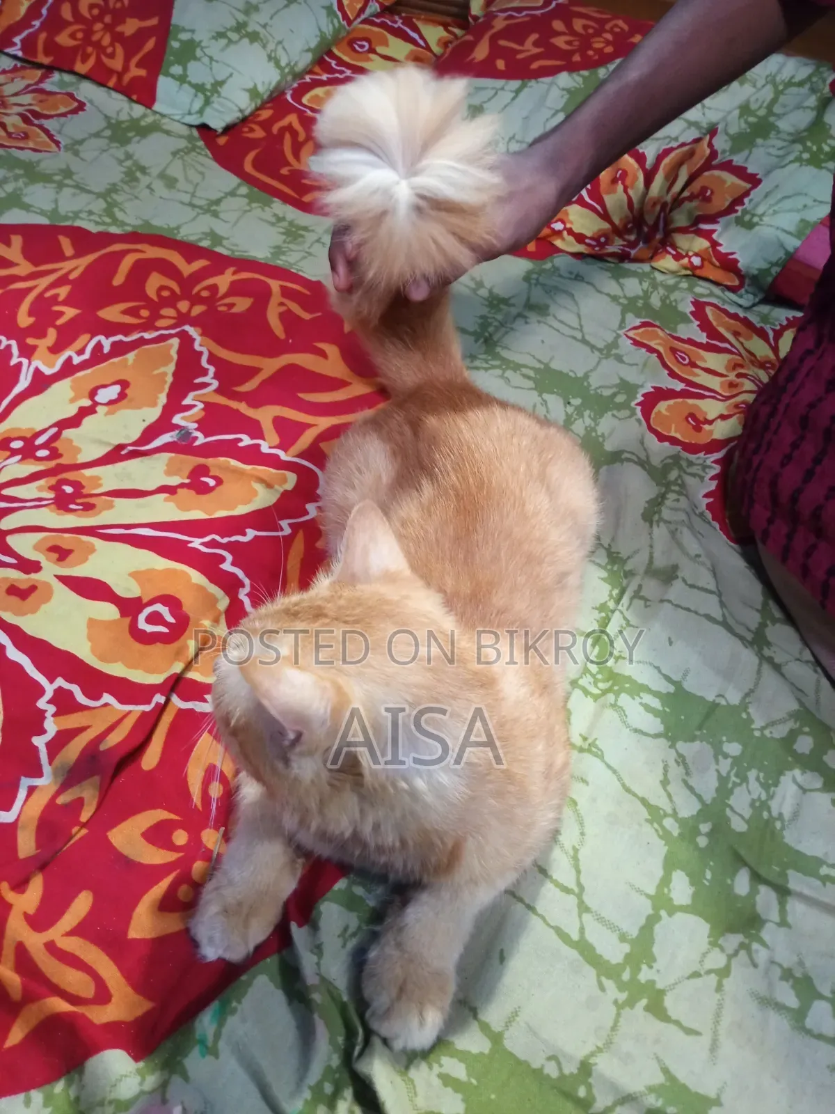 6-12 Months Male Purebred Persian