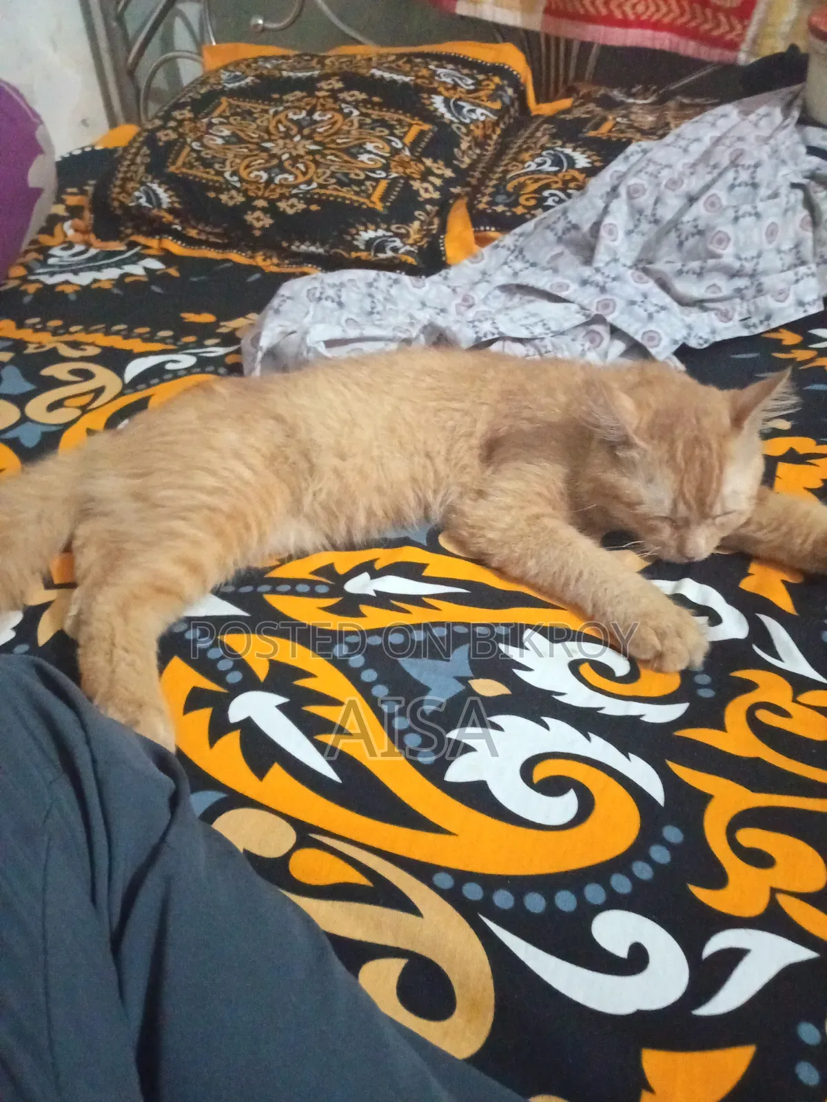 6-12 Months Male Purebred Persian