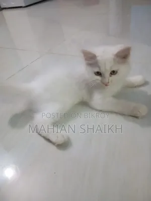 ১-৩ মাস বয়সী ফিমেল মিক্সড ব্রিড এক্সোটিক