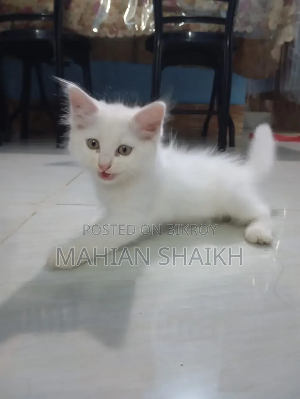 1-3 Months Female Mixed Breed Exotic