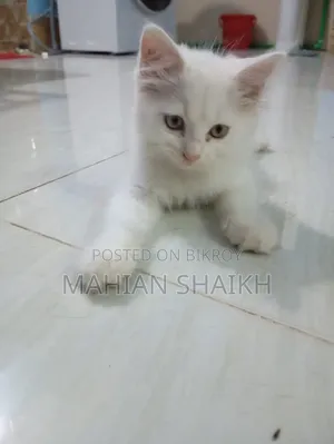 1-3 Months Female Mixed Breed Exotic