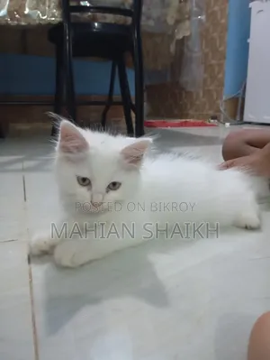 1-3 Months Female Mixed Breed Exotic