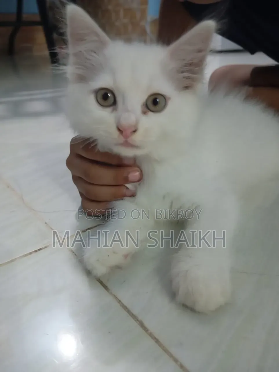1-3 Months Female Mixed Breed Exotic