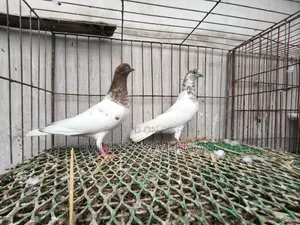 রেড নেক বুদাপেস্ট