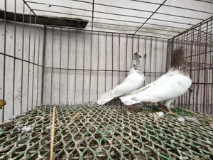 রেড নেক বুদাপেস্ট