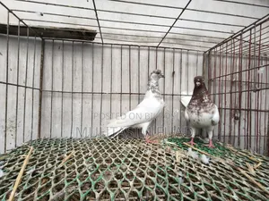 রেড নেক বুদাপেস্ট
