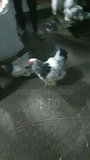 নতুন রানিং বর্মা