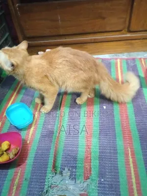 6-12 Months Male Purebred Persian