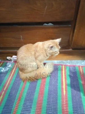 6-12 Months Male Purebred Persian