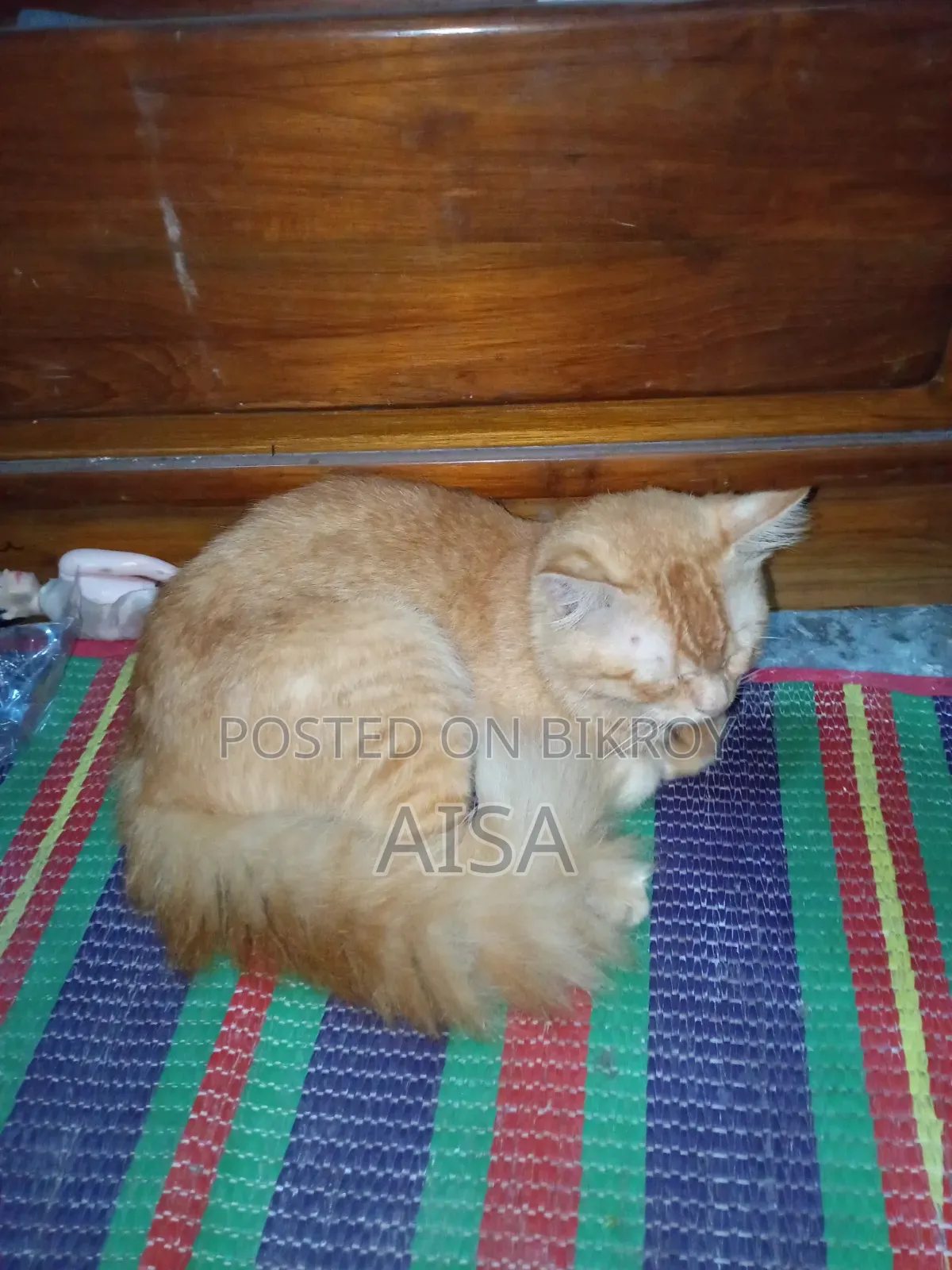 6-12 Months Male Purebred Persian