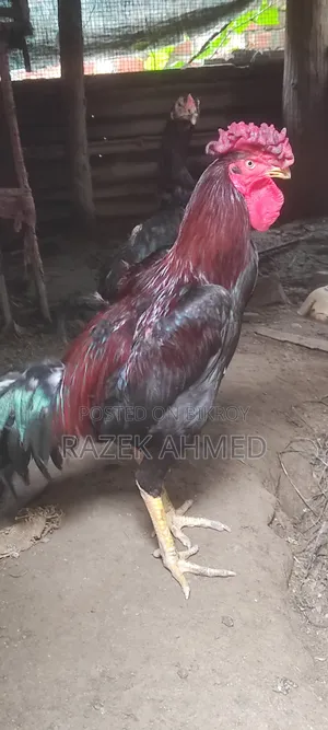 আছিল জোড়া