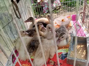 ২৫ দিন বয়সী চিনা হাসের বাচ্চচা