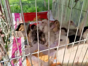 ২৫ দিন বয়সী চিনা হাসের বাচ্চচা