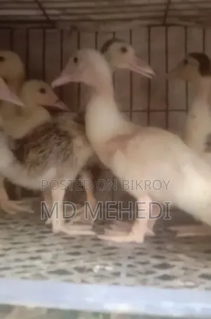 ২৫ দিন বয়সী চিনা হাসের বাচ্চচা