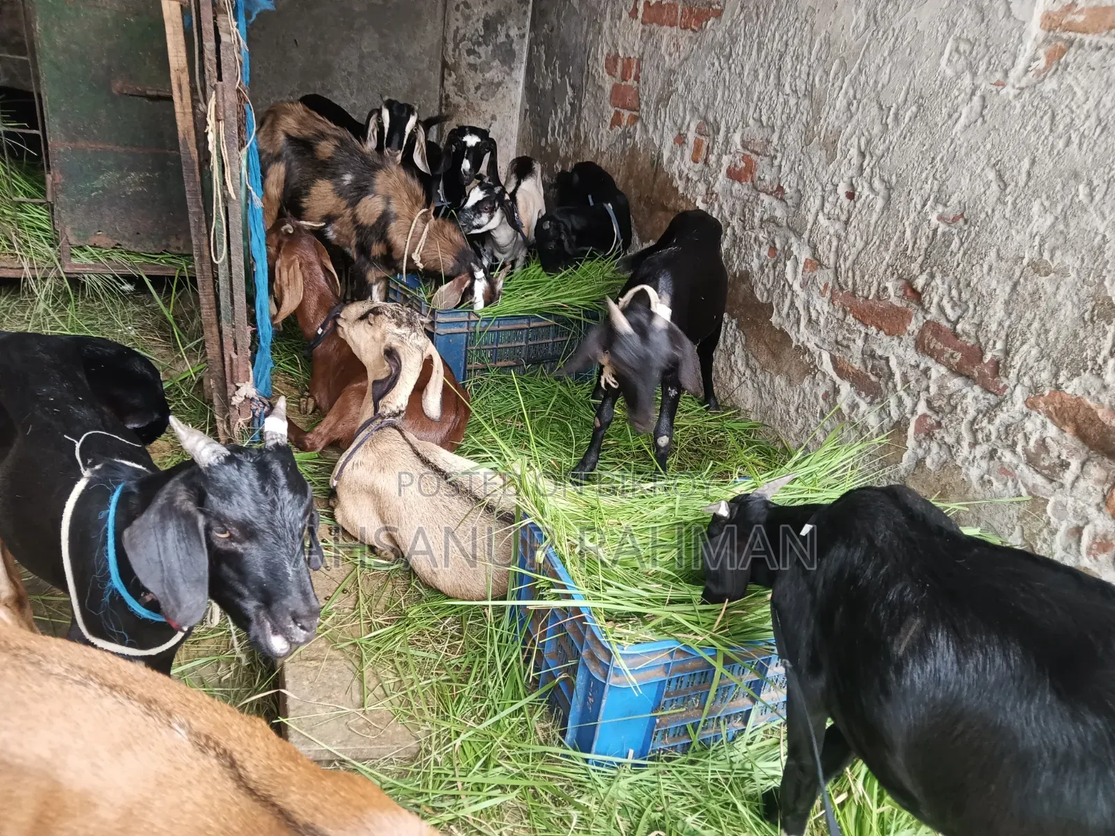 আকিকার খাসি