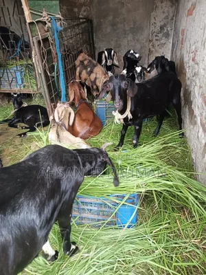 আকিকার খাসি
