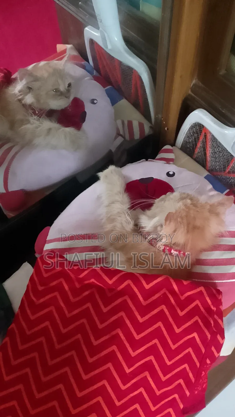 6-12 Months Male Purebred Persian