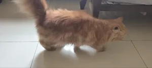 6-12 Months Male Purebred Persian