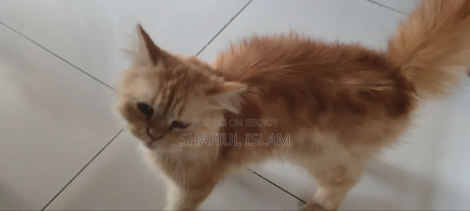 6-12 Months Male Purebred Persian