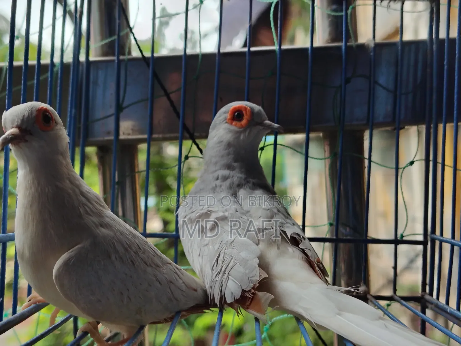 Diamond Dove Breeding Pairs