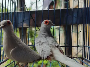 Diamond Dove Breeding Pairs