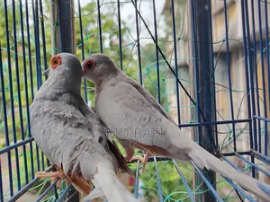 Diamond Dove Breeding Pairs