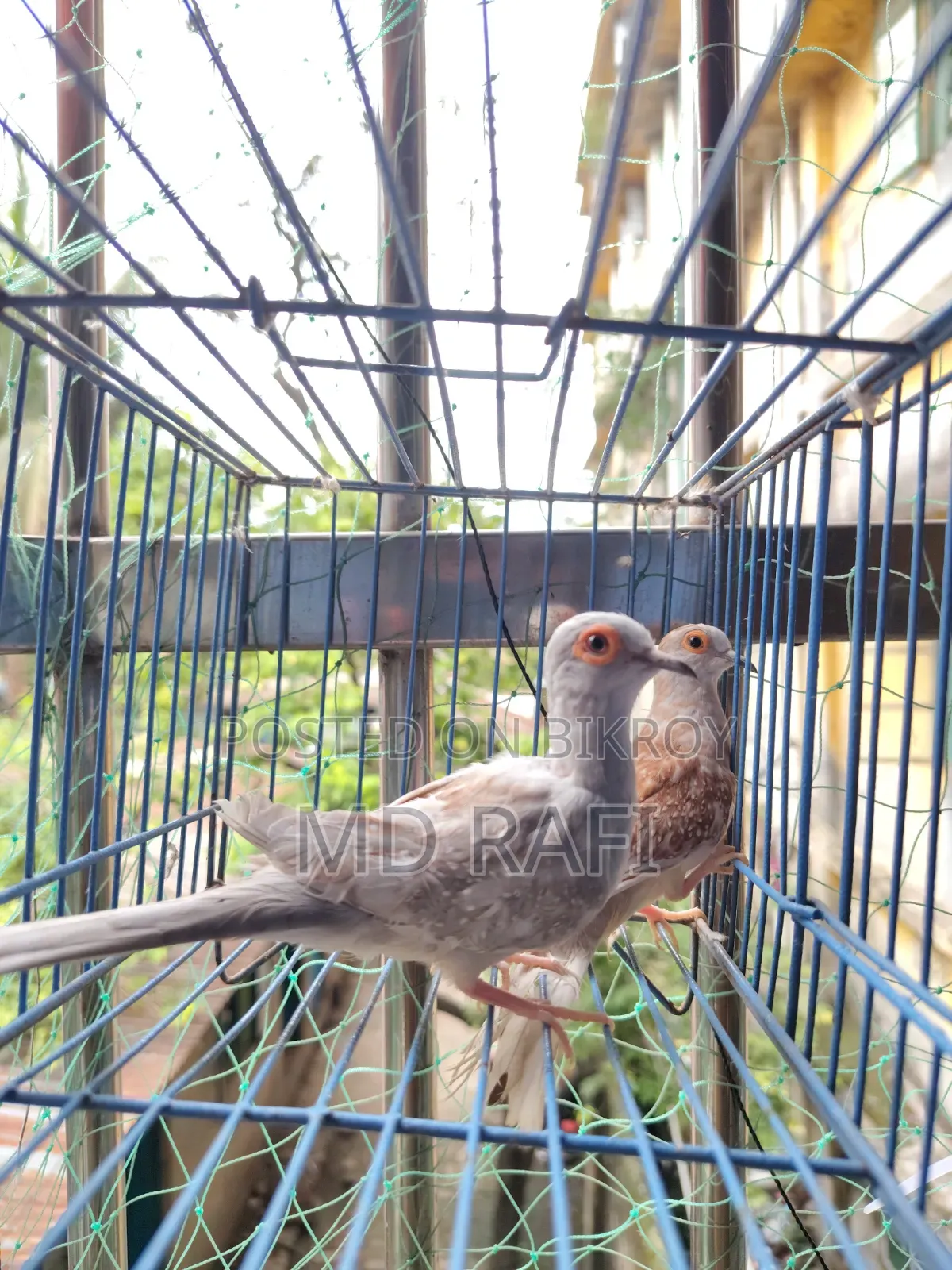 Diamond Dove Breeding Pairs