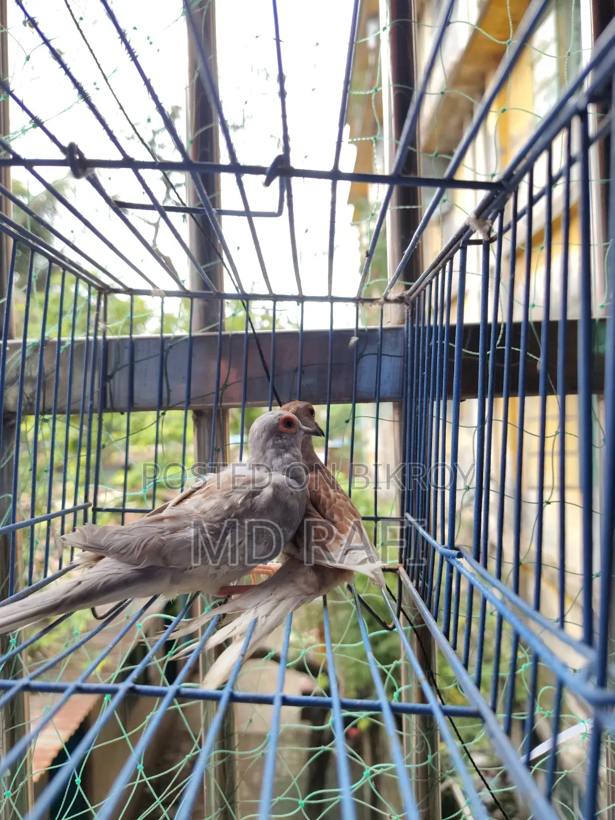 Diamond Dove Breeding Pairs