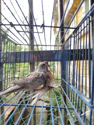 Diamond Dove Breeding Pairs
