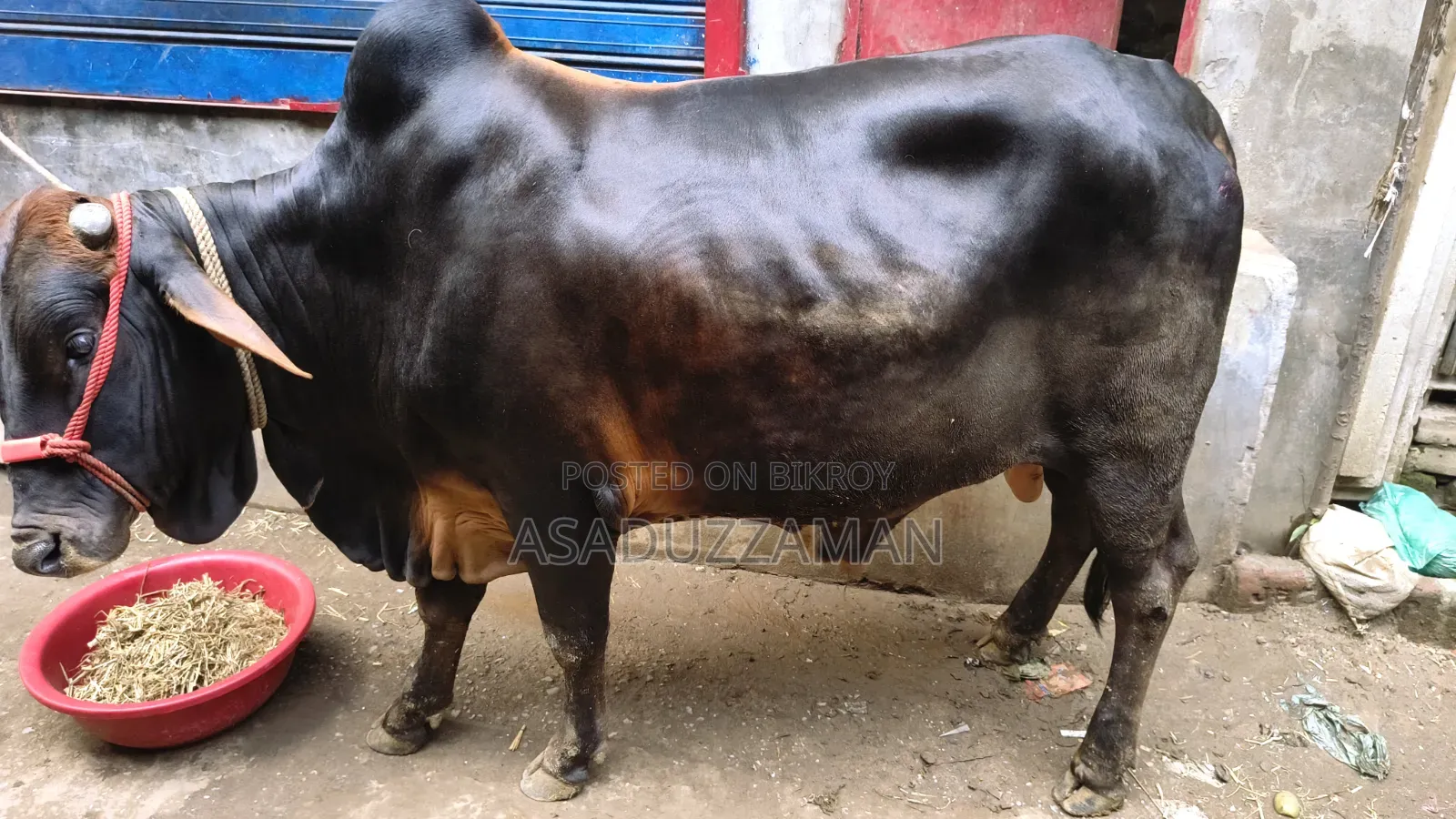 গরু বিক্রি হবে।