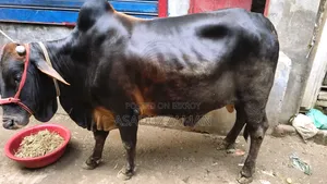 গরু বিক্রি হবে।