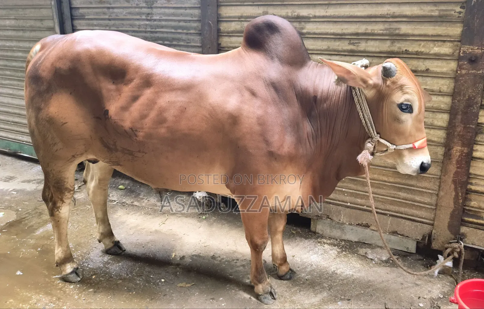 গরু বিক্রি হবে।
