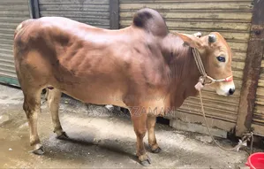 গরু বিক্রি হবে।