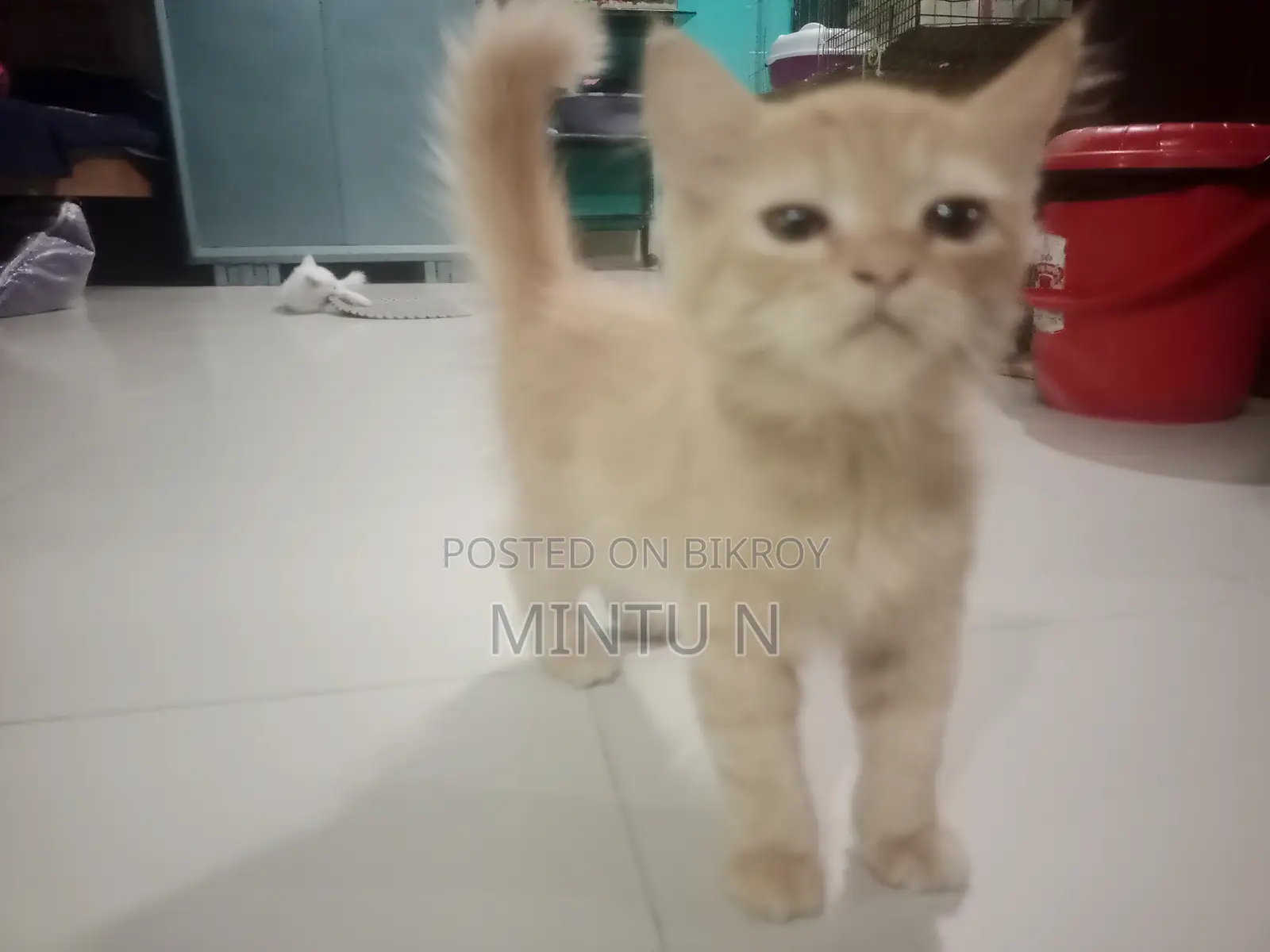 3-6 months Male Purebred Persian