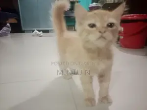 3-6 months Male Purebred Persian