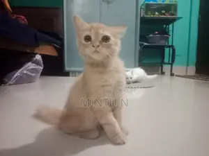 3-6 months Male Purebred Persian