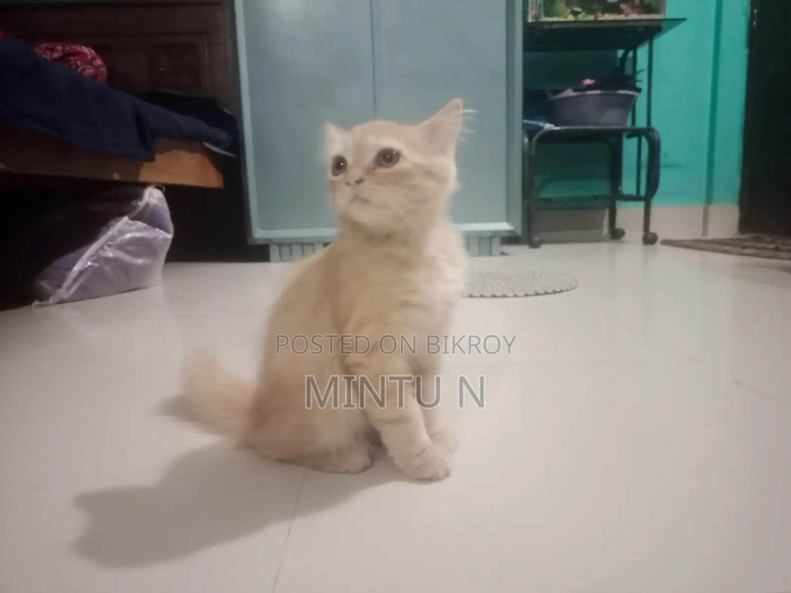 3-6 months Male Purebred Persian