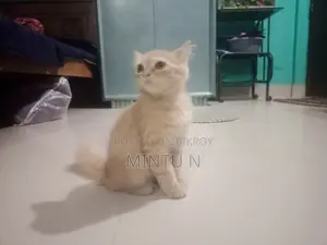 3-6 months Male Purebred Persian