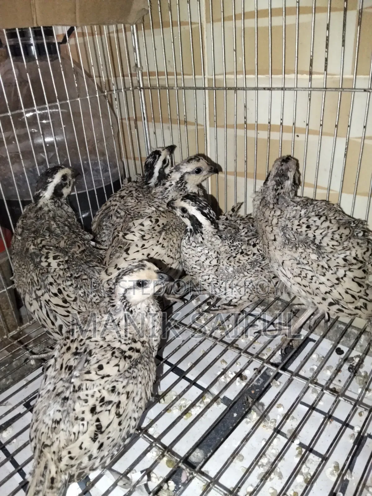 Snowflake Quail