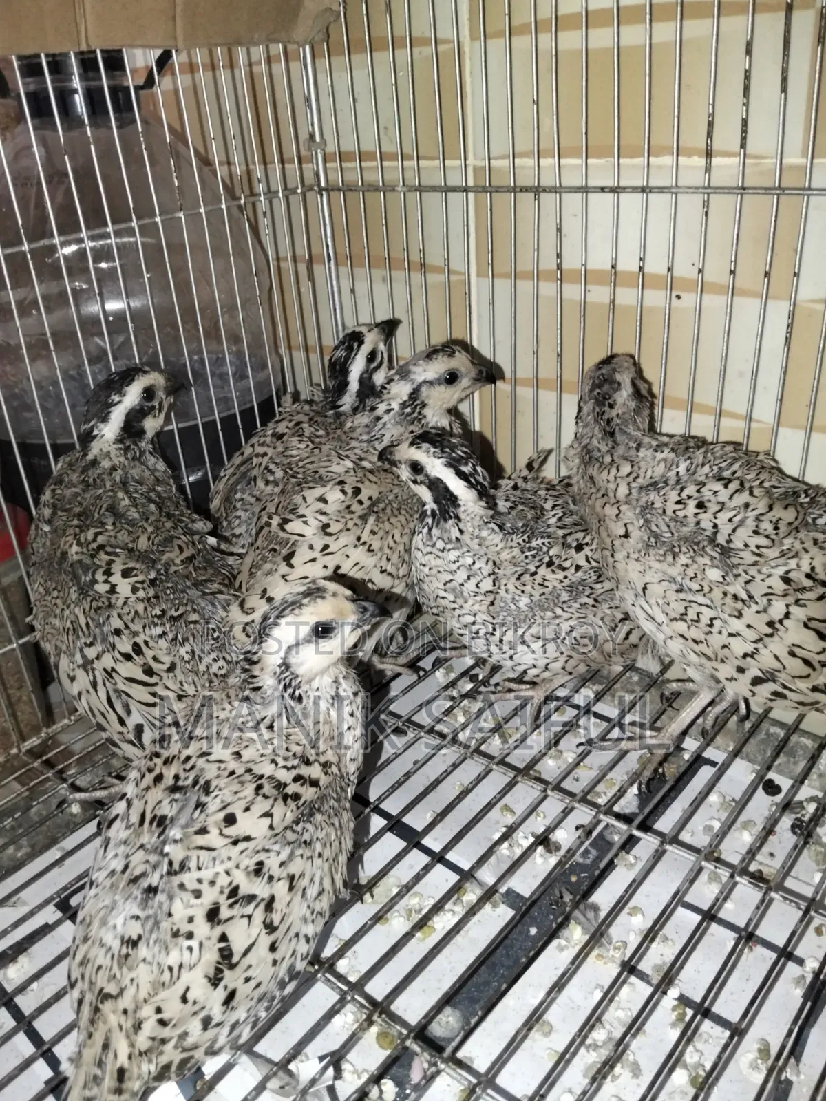 Snowflake Quail