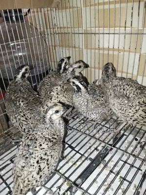 Snowflake Quail