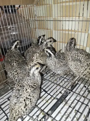 Snowflake Quail