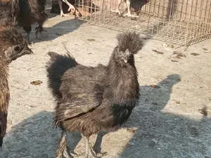 Silkie Chicken Chicks