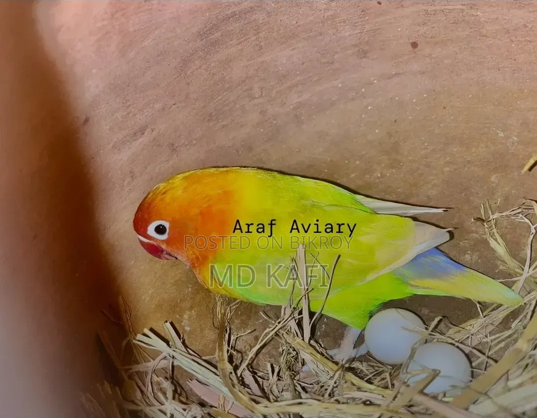 1 piece running female for sale