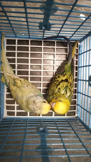 Running Birds