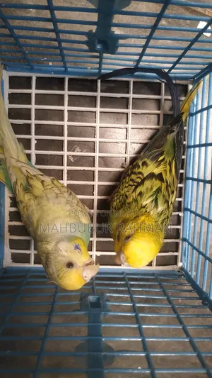 Running Birds